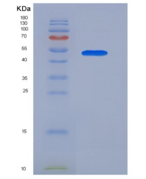 人LILRB4/CD85k/ILT3重组蛋白Fc Tag