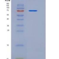 大鼠HER4 / ErbB4重组蛋白His tag