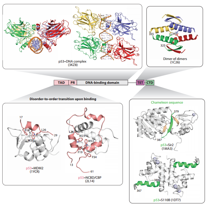 关于肿瘤克星——P53，这些你都知道吗？