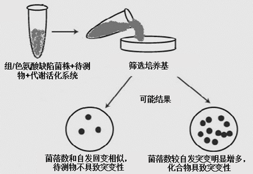 IPHASE/汇智和源 多领域遗传毒理Ames试验试剂盒全新升级
