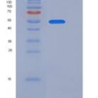 人14-3-3 tau / 14-3-3 theta / YWHAQ重组蛋白GST tag