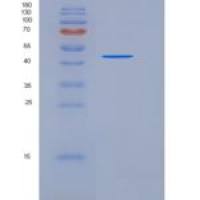 大鼠CD40 / TNFRSF5重组蛋白Fc tag