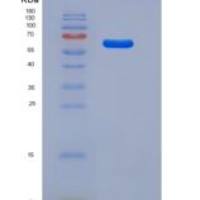 大鼠LAMP1 / CD107a重组蛋白Fc tag