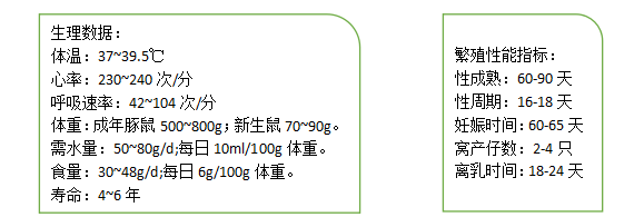 小小豚鼠，大大作用第二讲 ——揭秘豚鼠在科研领域的应用