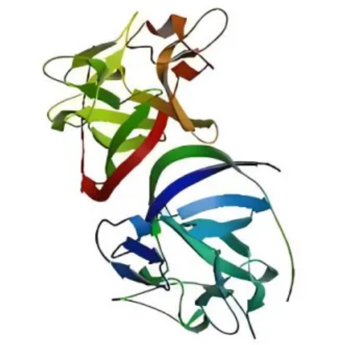 细胞学堂 | 走近碱性成纤维细胞生长因子——bFGF