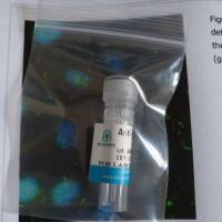 兔抗CALM1多克隆抗体(WB,IHC,ELISA)