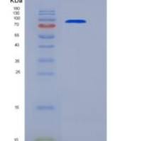 人内皮素转化酶2(ECE2)重组蛋白Fc tag