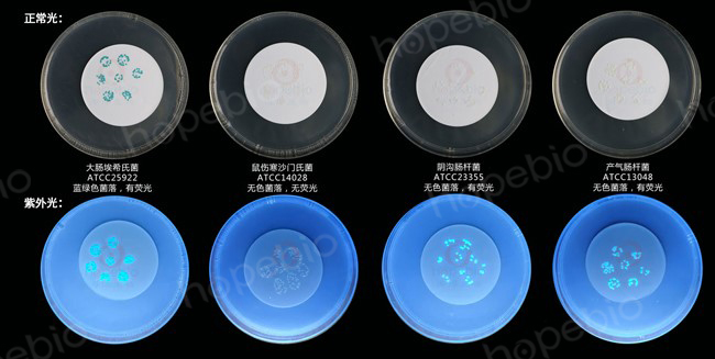 MI培养基原理及实验现象