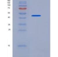 大鼠LTBR / TNFRSF3重组蛋白Fc tag