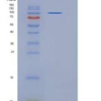 人接触蛋白3(CNTN3)重组蛋白708 Asp/Asn, His tag
