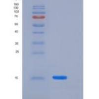 人LAIR2 / CD306重组蛋白