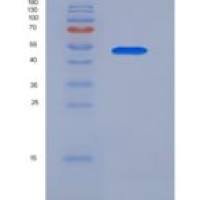 人LILRB4/CD85k/ILT3重组蛋白Fc Tag