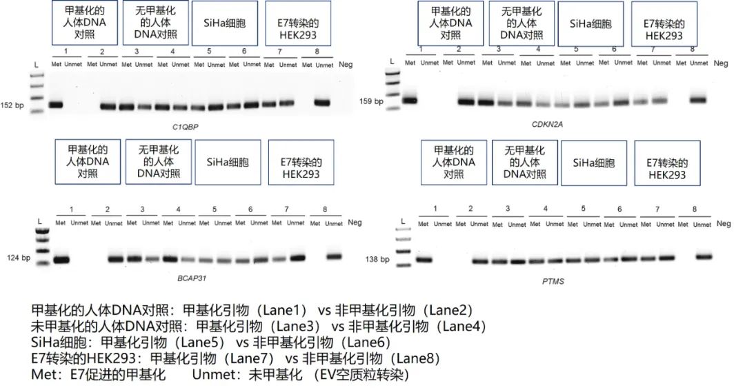 【干货】甲基化PCR检测、优化建议及优质分子酶的应用案例