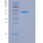 人JAM-A / F11R重组蛋白Fc tag