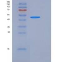 人JAM-A / F11R重组蛋白Fc tag