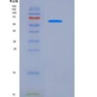 小鼠HSPD1 / HSP60重组蛋白His tag