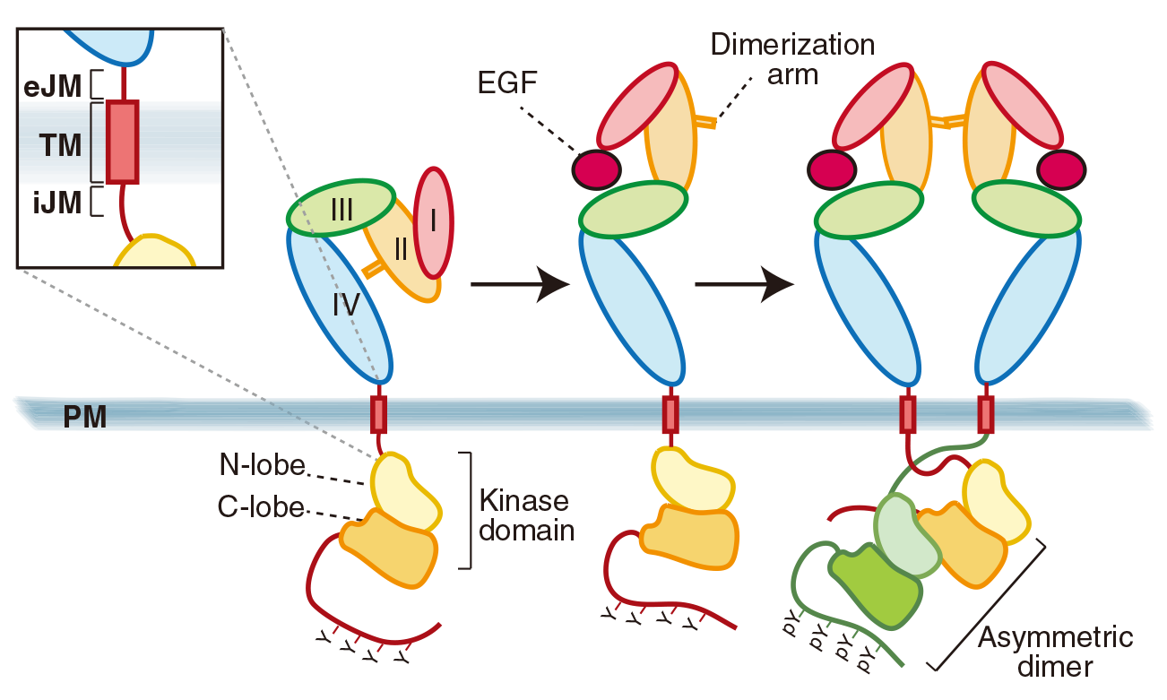 蛋白磷酸化研究和选对抗体究竟是什么关系？