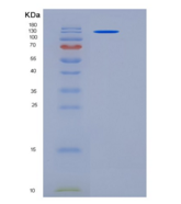人接触蛋白3(CNTN3)重组蛋白708 Asp/Asn, 