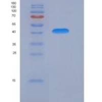 小鼠TrkA / NTRK1重组蛋白His tag