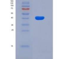 人CD27/肿瘤坏死因子相关蛋白7重组蛋白Fc tag