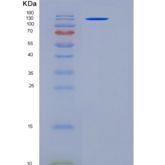 人接触蛋白3(CNTN3)重组蛋白708 Asp/Asn, Fc tag