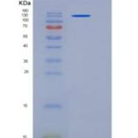 人接触蛋白3(CNTN3)重组蛋白708 Asp/Asn, Fc tag