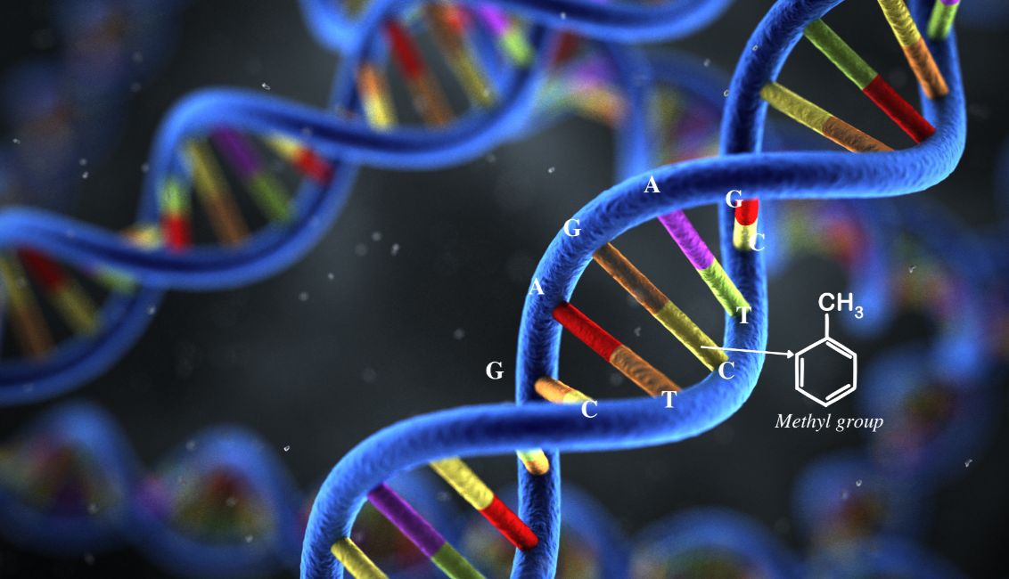 【干货】甲基化PCR检测、优化建议及优质分子酶的应用案例