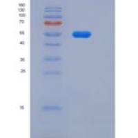 大鼠CLEC4F / CLECSF13重组蛋白