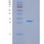人激肽释放酶13(KLK13)重组蛋白His Tag