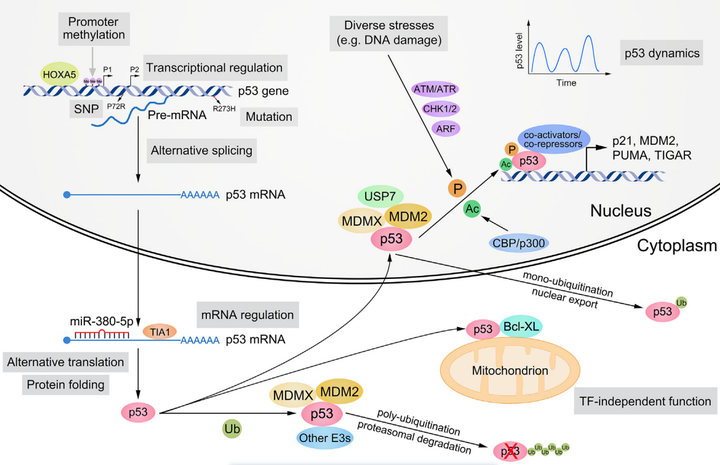 关于肿瘤克星——P53，这些你都知道吗？