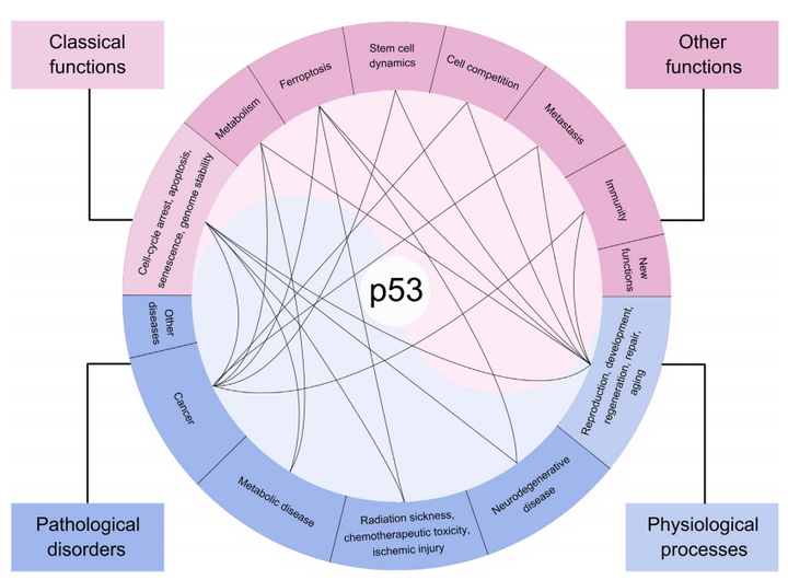 关于肿瘤克星——P53，这些你都知道吗？