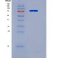 大鼠ALCAM / CD166重组蛋白Fc tag