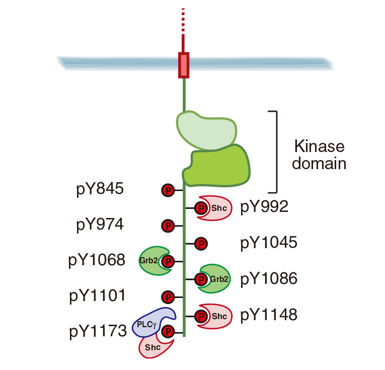 蛋白磷酸化研究和选对抗体究竟是什么关系？