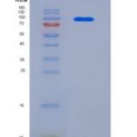小鼠接触蛋白2(CNTN2)重组蛋白His tag