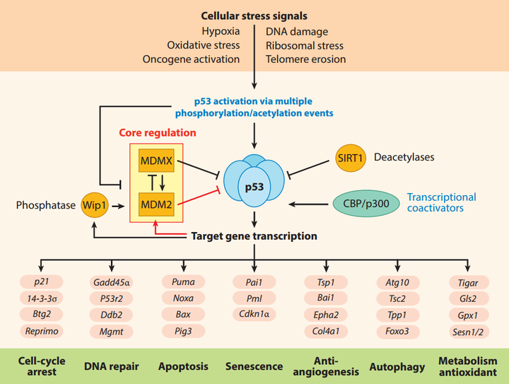 关于肿瘤克星——P53，这些你都知道吗？