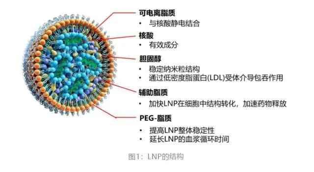 半乳糖（Gal）修饰载药脂质体 Gal-Lipsome