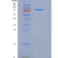 小鼠信号素4D(SEMA4D)重组蛋白His Tag