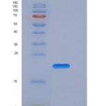 人CD27 / TNFRSF7重组蛋白His tag