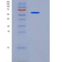 人EphB2 / Hek5重组蛋白