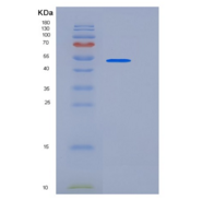 小鼠MMP-8 / CLG1重组蛋白