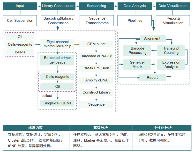 10× Genomics 单细胞转录组