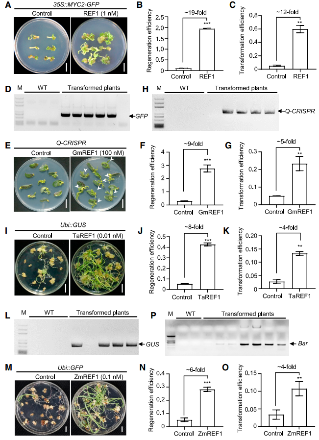 Peptide REF1，REF1信号肽