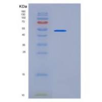 小鼠MMP-8 / CLG1重组蛋白