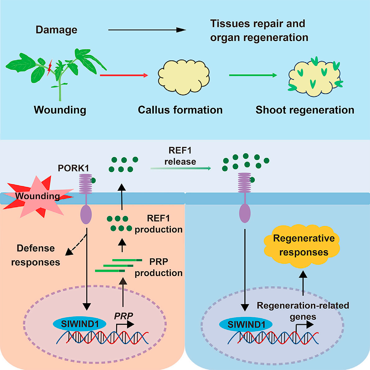 Peptide REF1，REF1信号肽