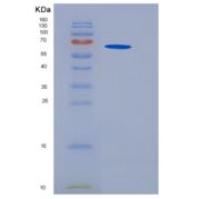 小鼠GFRA3 / GFR-alpha-3重组蛋白Fc tag