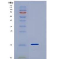 小鼠CD99L2 / MIC2L1重组蛋白His tag