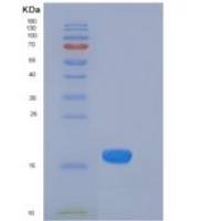 人胱抑素S / CST4重组蛋白His tag