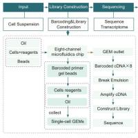 10× Genomics 单细胞转录组