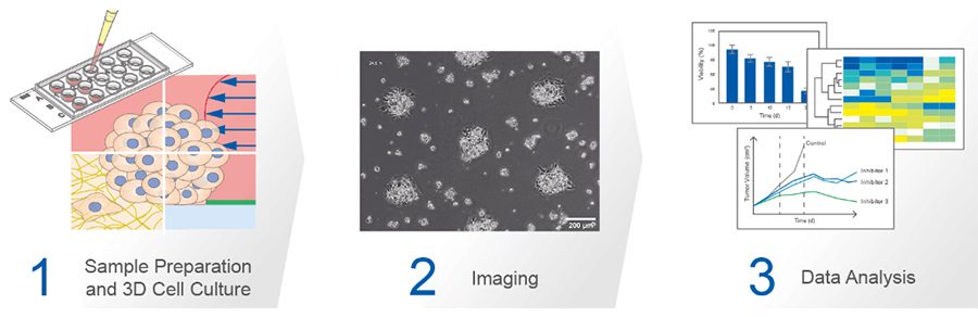 ibidi-典型的3D细胞培养工作流程