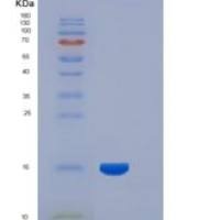 人胱抑素C / CST3重组蛋白His tag